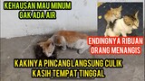 Astagfirullah Anak Kucing Pincang Kehausan Mencari Air Di Got Endingnya Bikin Ribuan Orang Menangis