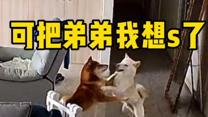 妈妈的好大儿（分离焦虑）