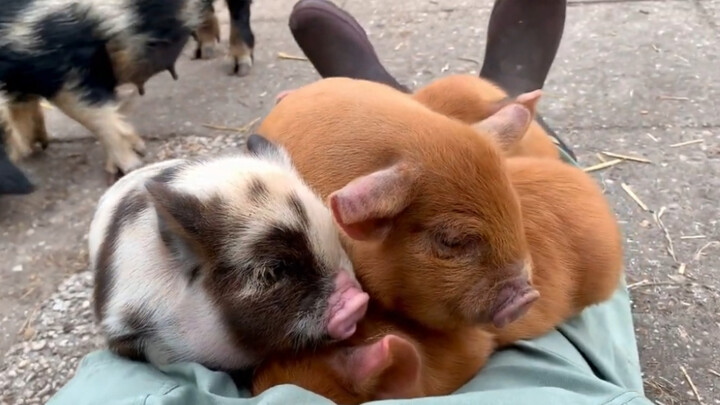 The Roundest Pig in the World