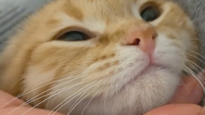 Mendengarkan kucing, si kucing kecil punya sesuatu untuk dikatakan!