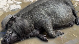 Satu panci sup ubi jalar dengan butiran, semua saudara yang mencobanya bilang enak.