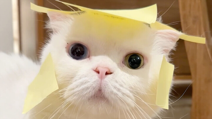 Tampaknya kode dasar setiap kucing itu berbeda-beda