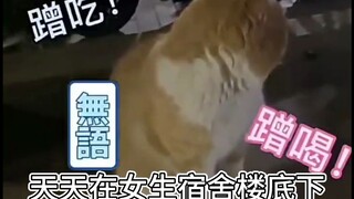 猫学长：你就是这样对待本喵的吗