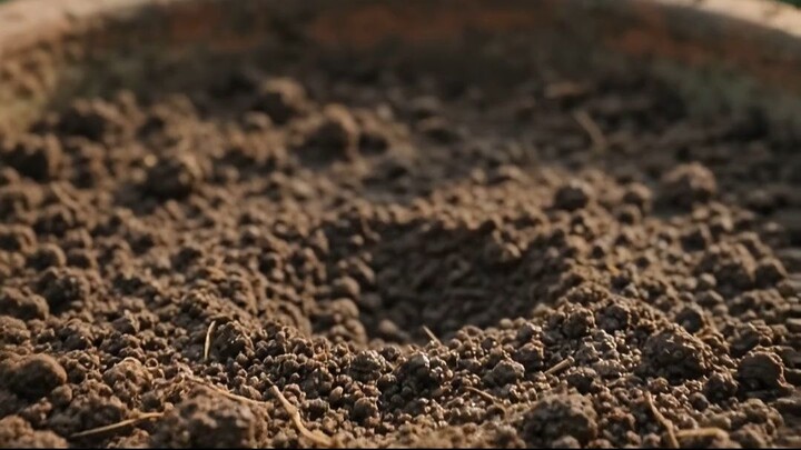 Seed to Harvest: Jackfruit Growing Time-Lapse 💛