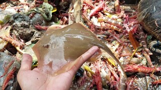 Đi Biển ''CÀO CÁ'' Trúng Ổ Tôm Đỏ | Ngư Dân Miền Tây