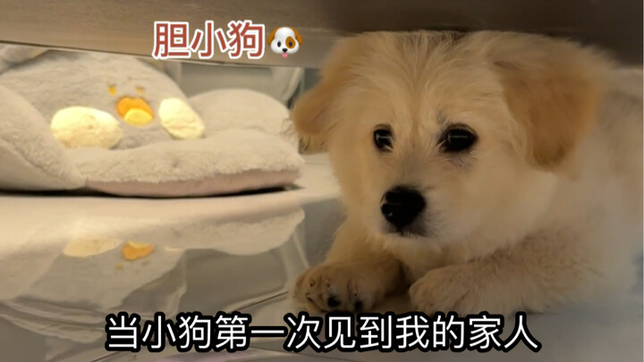 Vậy nên chỉ cần đủ kiên nhẫn, chú cún ngốc nghếch sẽ bắt đầu yêu thích con người!