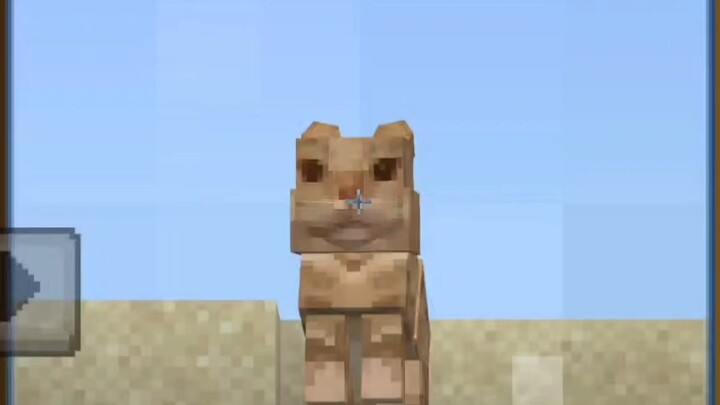 Such a cute little kitten～