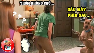 CƯỜI NHẶT RĂNG Với 3 Chú Chó Hài Hước ĐỂU Nhất Trên Màn Ảnh