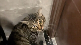 小猫：人，你终于来啦！