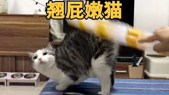 猫咪主动向主人翘屁屁，但是别的猫一闻就暴打