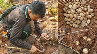 "เก็บเห็ดเผาะ"ดอกแรกของปี!! ของแซบปานนี้ไกลปานได๋กะสินำไปหาเด้อ!!