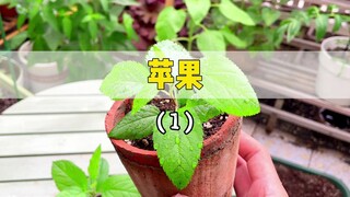 种一棵苹果