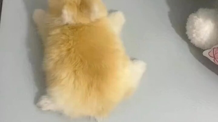 Look! A bunny-shaped mochi is spread out on the table!