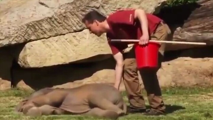 The baby elephant is fast asleep, scaring the mom elephant half to death | 17 Living in the Global V