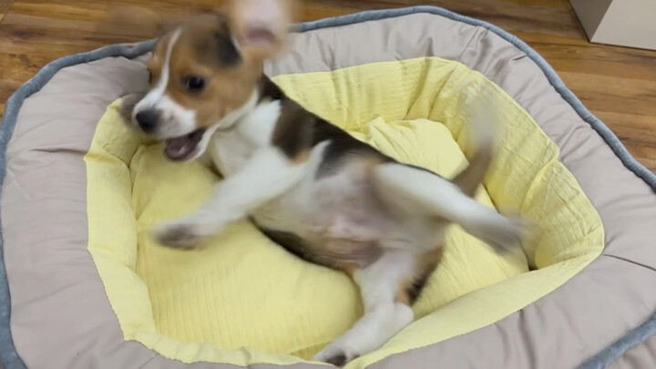 Biggie just bought a new cozy bed and can’t stop happily rolling around!