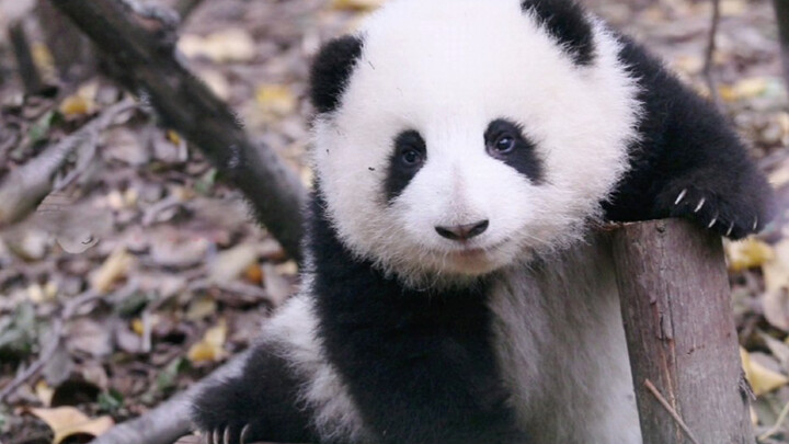[Panda Hehua] วันนี้หนูจะมาสอนทุกคนโพสต์ท่าถ่ายรูปนะ
