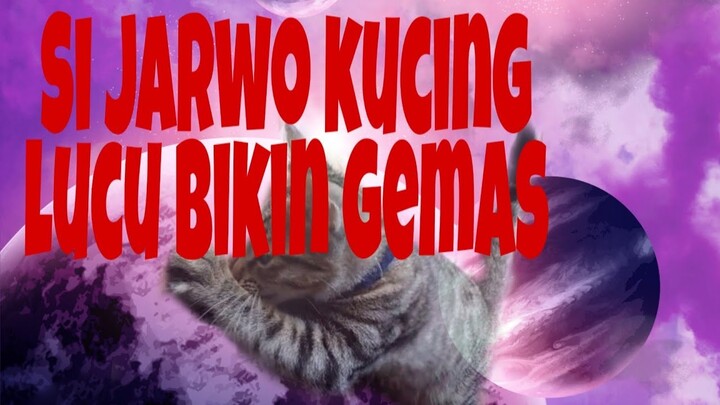 kucing lucu (si jarwo) dan pintar bikin gemes⁉️⁉️⁉️⁉️⁉️