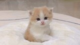 How poor is the understanding ability of little milk cats?