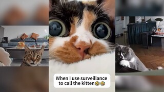 遇上监控查岗的主人，猫猫心里也是苦