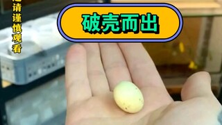 ผู้ที่ไม่ใช่คนรักแมลงโปรดระวัง วิดีโอนี้อาจทำให้รู้สึกไม่สบายใจได้!!!