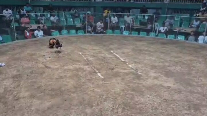 2 cocks derby @aznar talisay entry name: KENNERS GF-1 2nd fight LOSE