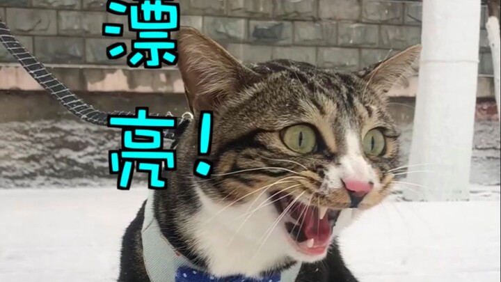 难得见次雪，慌的一批【尿尿是只猫】