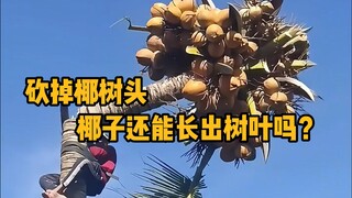 Nếu ngọn cây dừa bị cắt đi, liệu cây có thể mọc lại lá và tiếp tục cho quả dừa không?