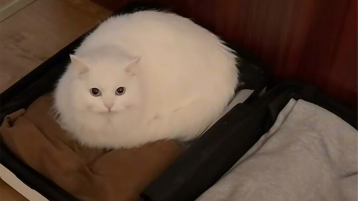 เก็บของเสร็จหันมาเห็นแมวฉันเอาของตัวเองใส่กระเป๋าเดินทางไปด้วย…