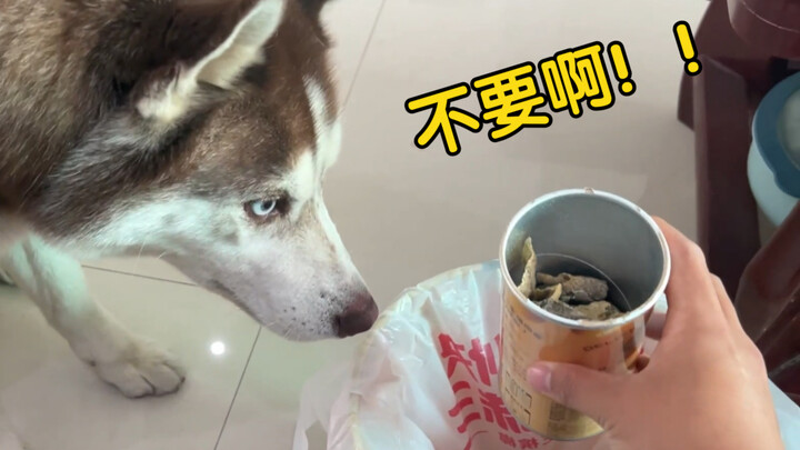 Apa yang akan dilakukan anjing Siberian Husky favoritmu ketika kamu membuang camilannya ke tempat sa