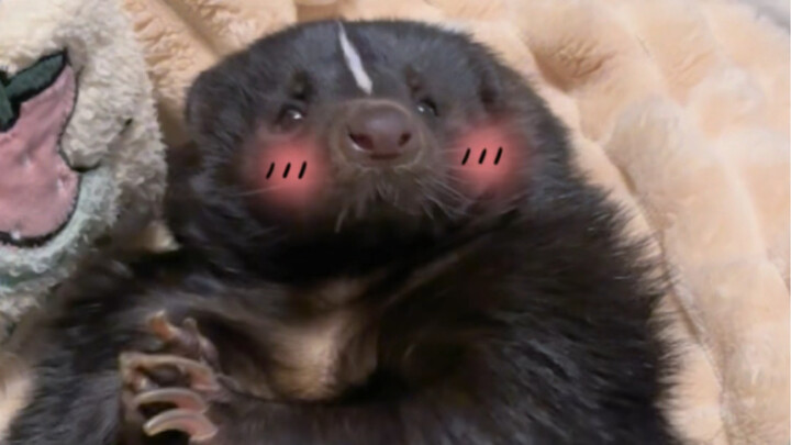 Tikus hutan benar-benar hewan peliharaan yang sempurna sebagai teman! Dia tidak bau! Tidak bau! Bena