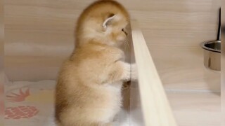 นี่!!! น่ารักเกินไปแล้วนะ! โลกนี้ขาดแมวไม่ได้เลย～