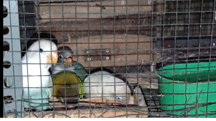 anakan lovebird mulai makan milet