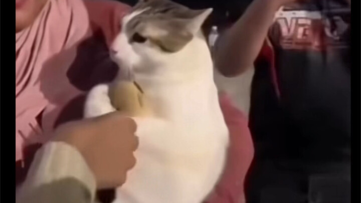 Cat: I’m a baby, you know!