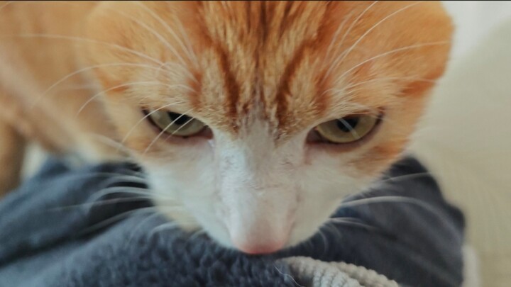 Cat: We agreed it was just this once—try posting that video and you’re in big trouble!