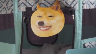 The mother cat had an ultrasound at 50 days of pregnancy, and the baby was kicking its legs in her b