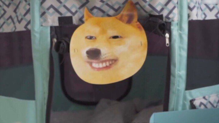 Mèo mẹ được siêu âm vào ngày thứ 50 của thai kỳ và thấy mèo con đang đạp chân trong bụng mẹ, thật dễ