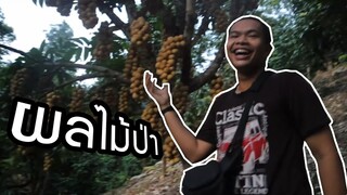 VloG เข้าป่าล่าเงาะ แต่ได่อย่างอื่น