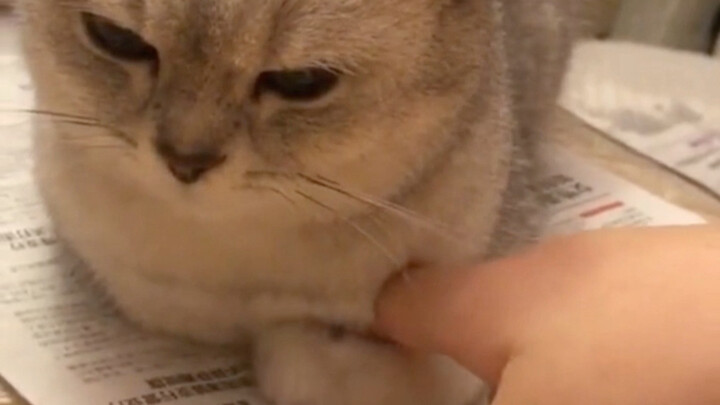 Cat with paws in pockets