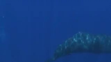 Whale fart