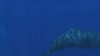 Whale fart