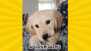 สัตว์เลี้ยงเพื่อนขนปุย : น่าเอ็นดูไมม่ไหว