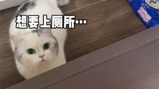 كيف تربي قطة متعلقة بأمها؟ لقد أتقنت الأمر تمامًا