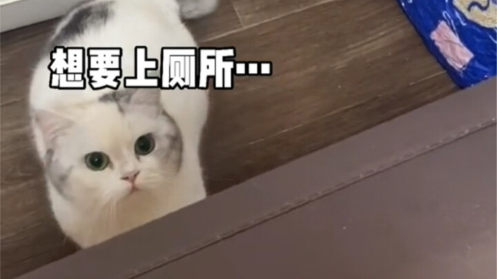 كيف تربي قطة متعلقة بأمها؟ لقد أتقنت الأمر تمامًا