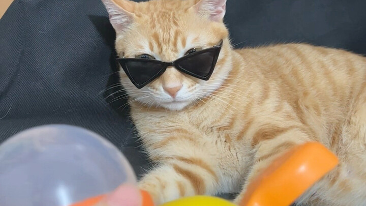 What on earth is a swaddle's ultimate favorite?