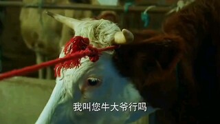 "كيف لبقرة واحدة أن تبلغ قيمتها 300 ألف؟ أنا جاهل جدًا."