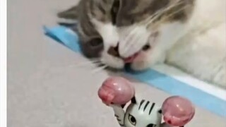 Cat and Mouse Team and Door-Opening Kill🚪