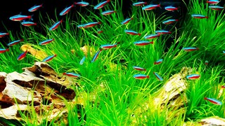 Jenis Ikan tetra tercantik untuk aquascape