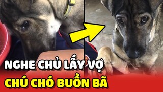 Chú chó BUỒN BÃ khi nghe chủ nói đi LẤY VỢ 1 tuần về 1 lần | Yêu Lu