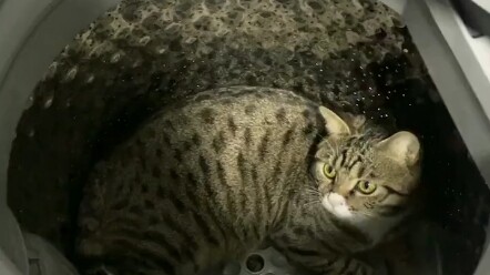 Kucing: Apakah orang ini mengidap penyakit kucing?