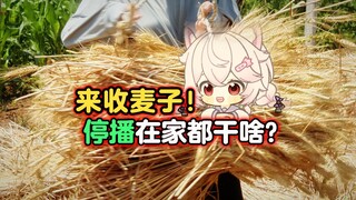 在地里收麦子要把镰刀轮冒烟了